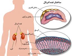 پاورپوینت آشنایی با هورمونها و غدد